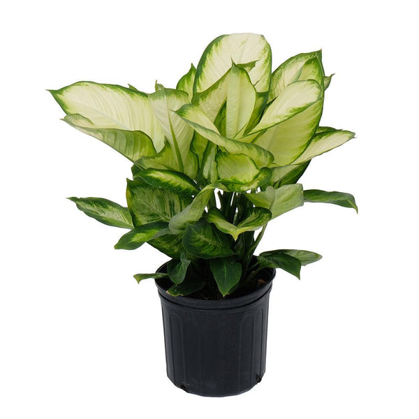 dieffenbachia marina Dieffenbachia Tropic Marianne