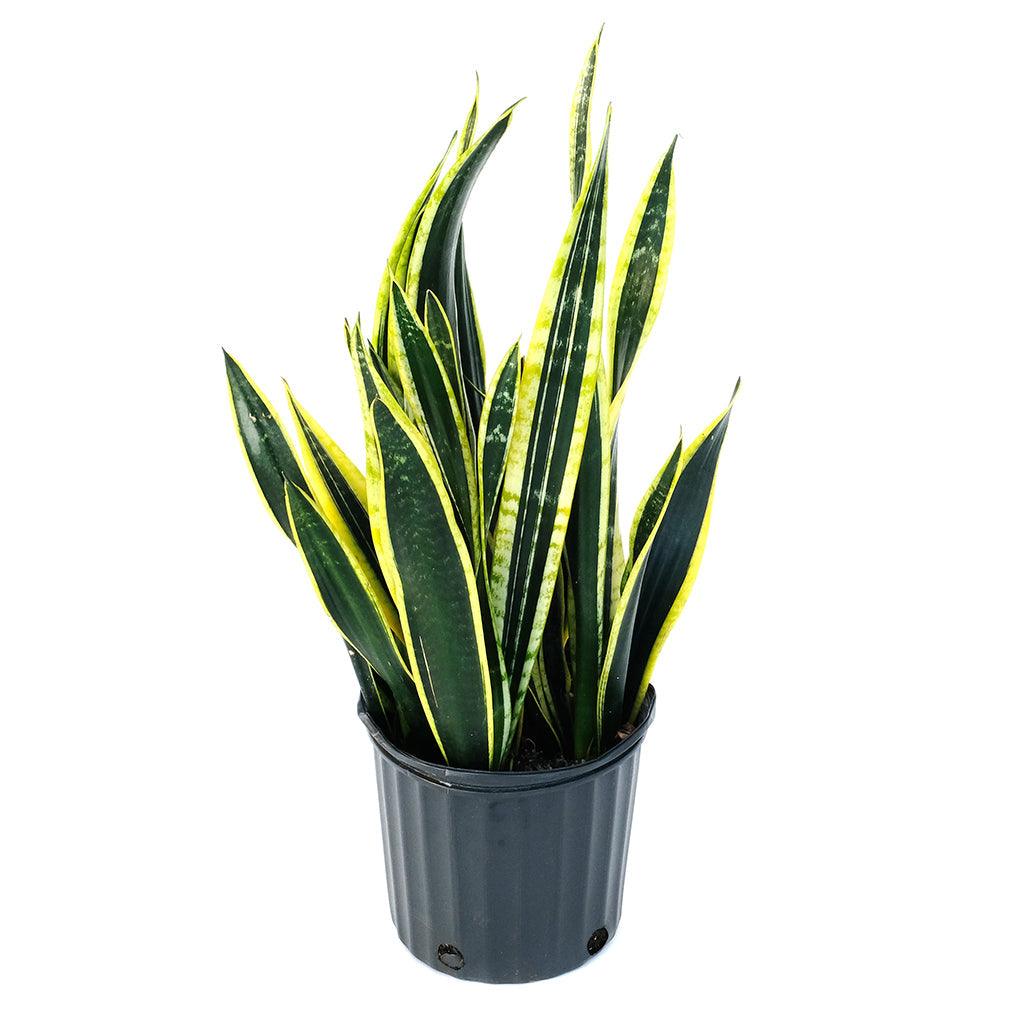Sansevieria/Snake Plant Black Gold 10"