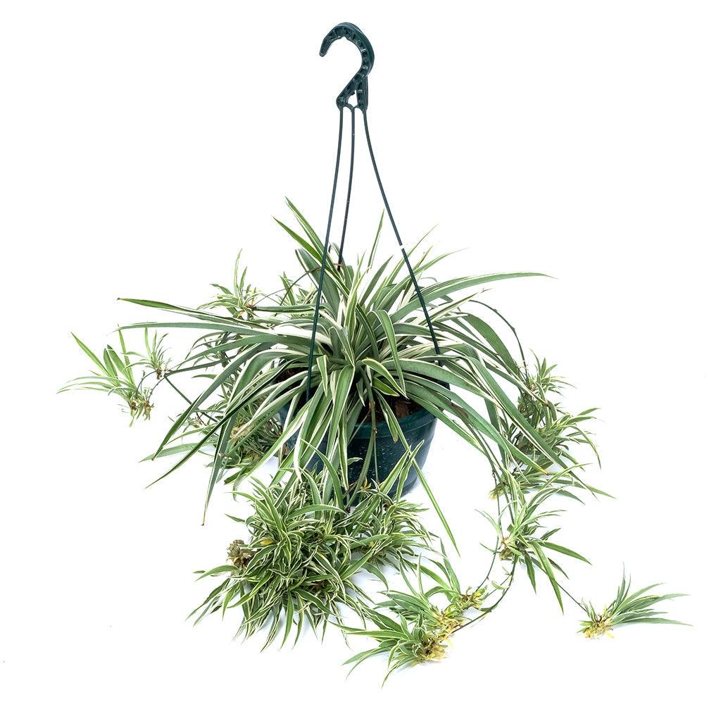 airplane plant hanging basket Chlorophytum/Spider Plant Hanging Basket 8"