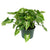 Syngonium/Arrowhead Plant Green Allusion