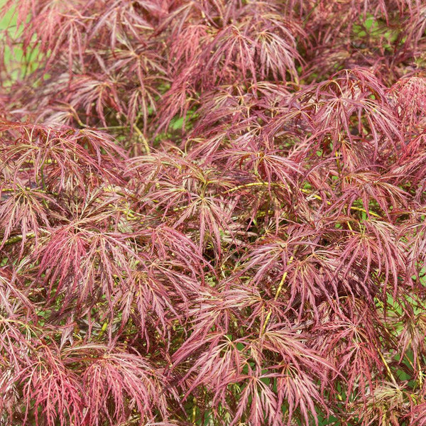 Buy baby Lace Dwarf Japanese Maple, FREE SHIPPING, Wilson Bros Gardens, 1 Gallon Pot for Sale online