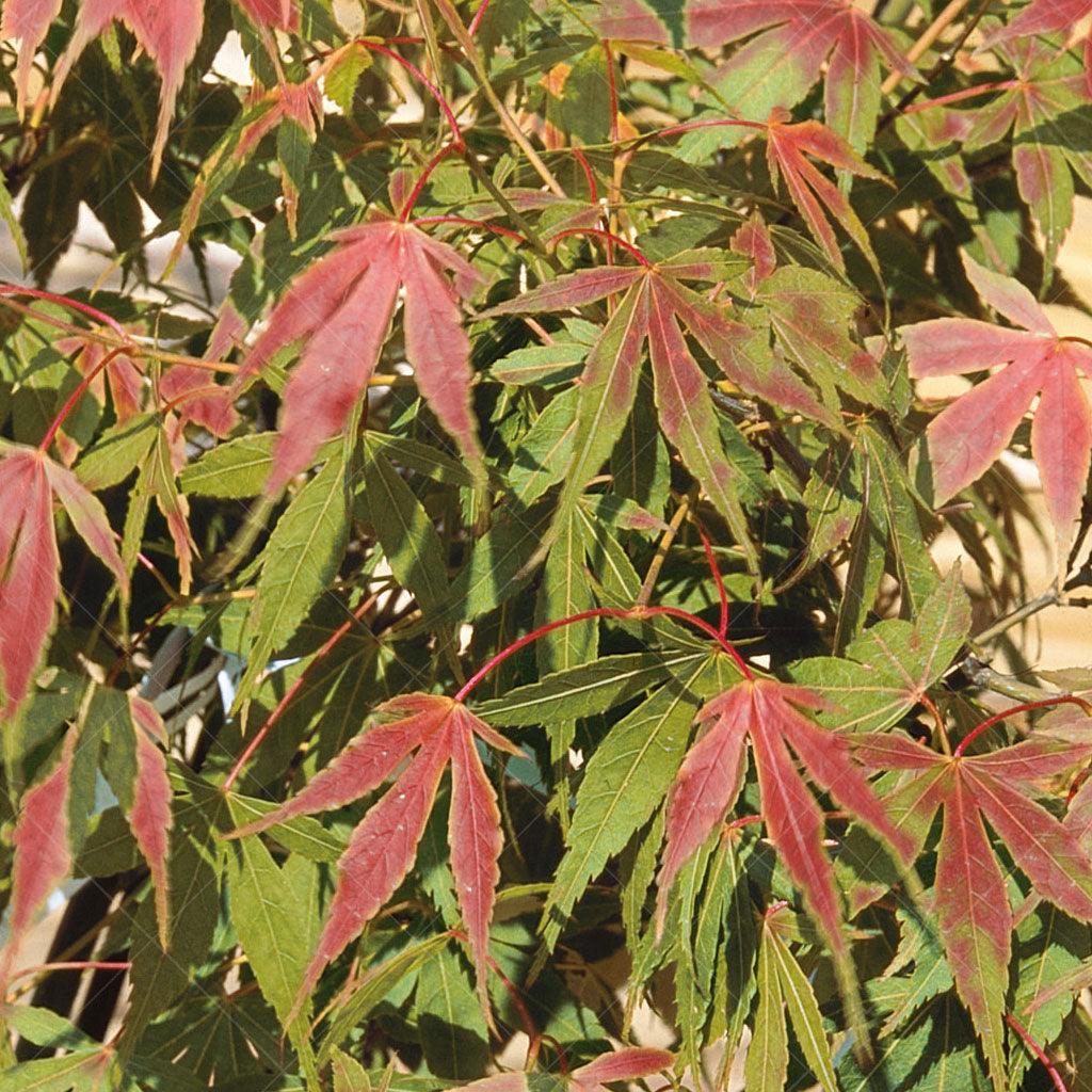 Buy baby Lace Dwarf Japanese Maple, FREE SHIPPING, Wilson Bros Gardens, 1 Gallon Pot for Sale online