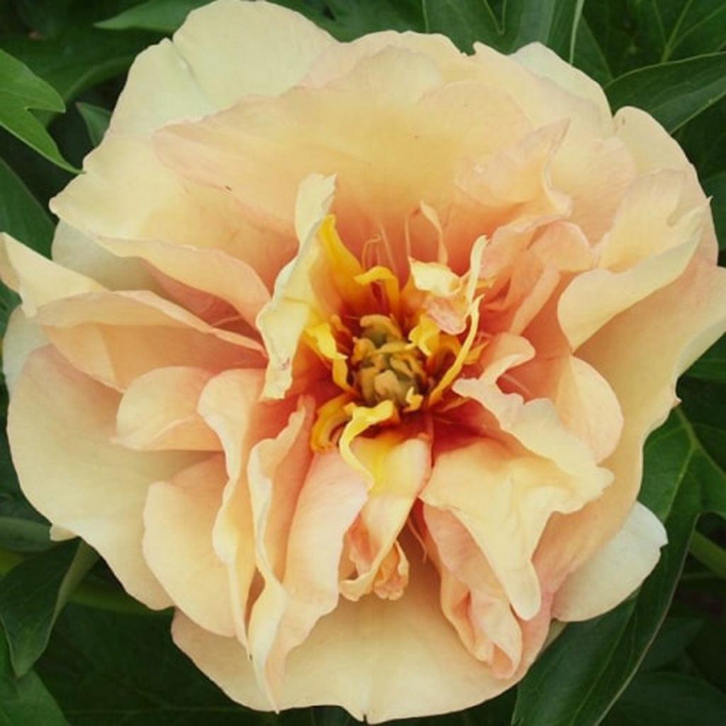 Canary Brilliants Itoh Peony 15cm Pot