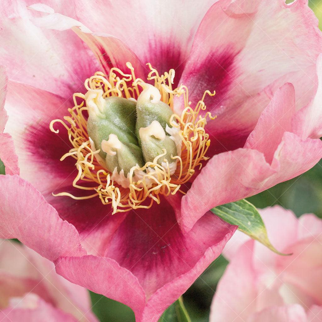 Experience the enchanting beauty of the Old Rose Dandy Itoh Peony. This exceptional perennial is a highly sought-after addition to any garden, offering both elegance and versatility in its usage. With a preference for full sun to part shade, it thrives in a variety of garden settings, whether as part of a mass planting, specimen display, or small space gardening.