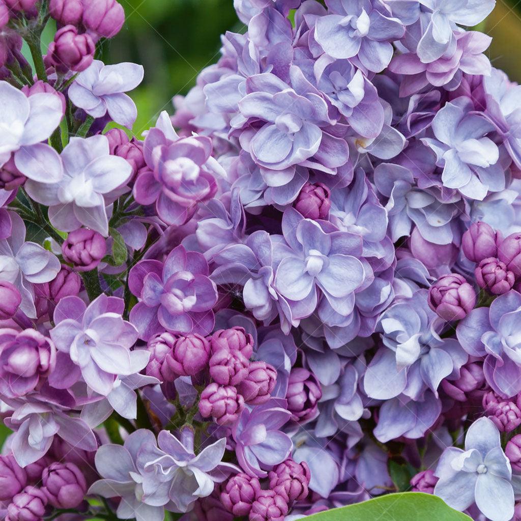 Michel Buchner Common Lilac