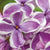 Sensation Common Lilac