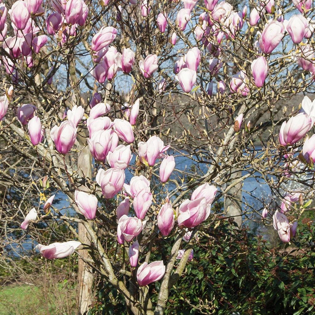 Alexandrina Saucer Magnolia (Tree)