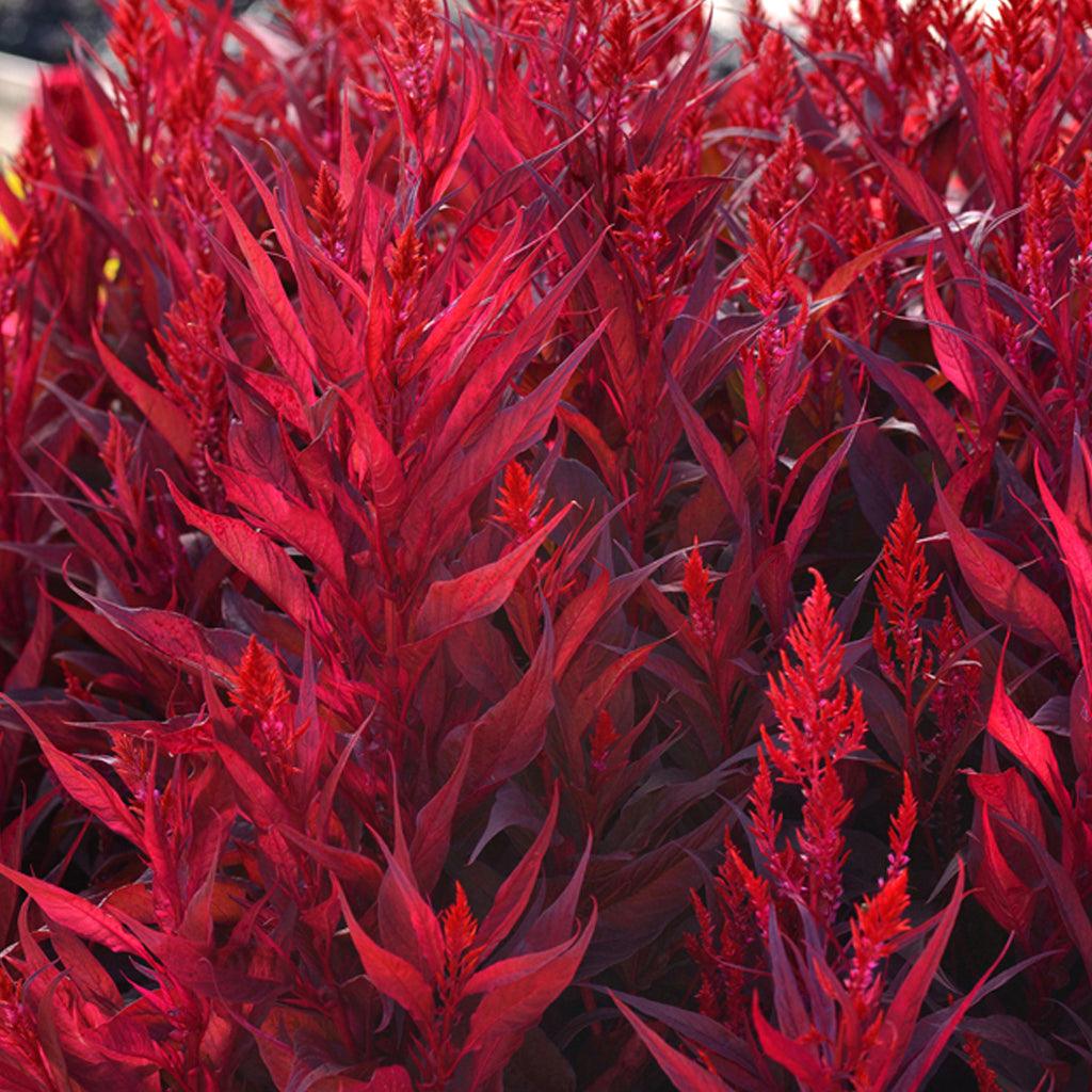 Celosia Dragons Breath