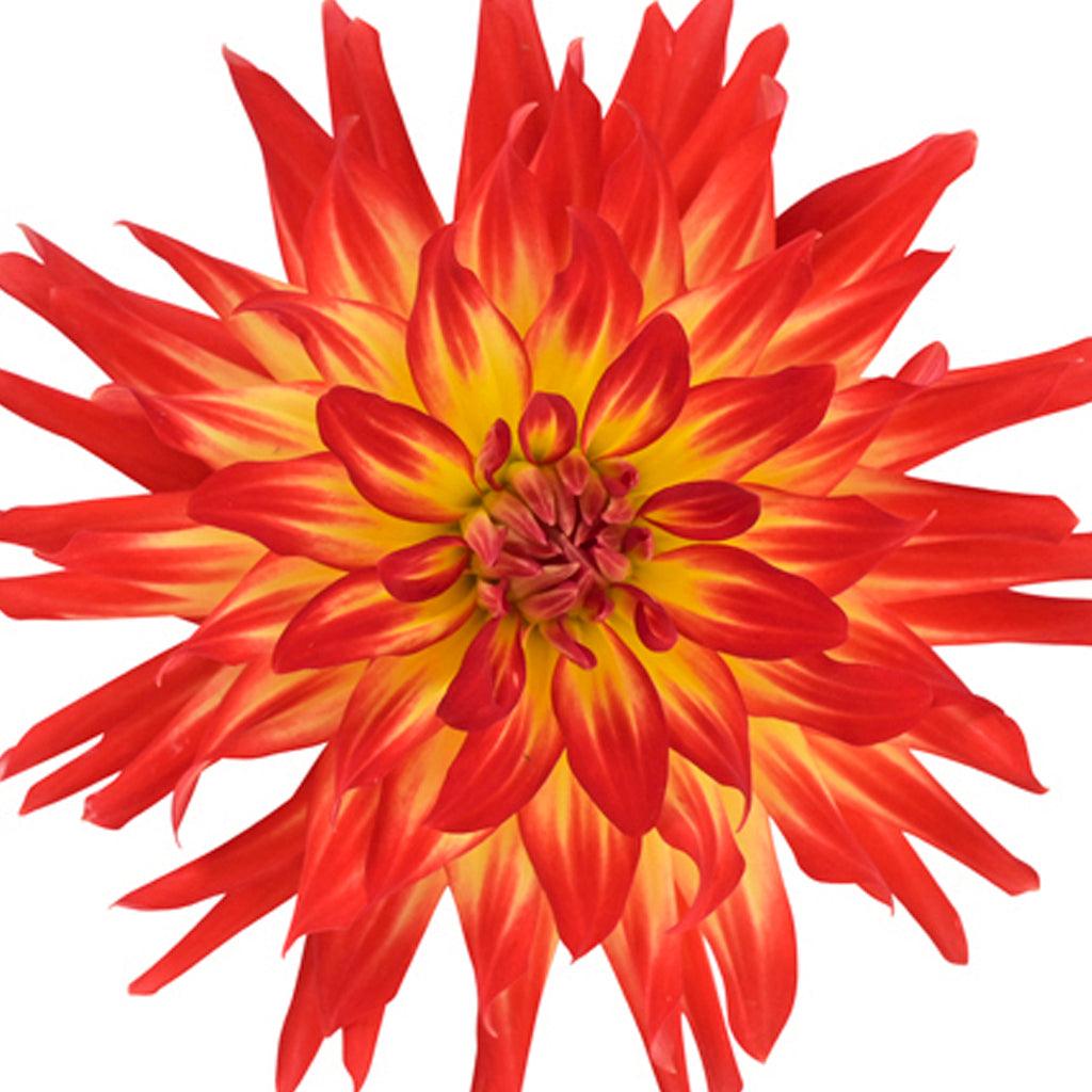 Dahlia Hypnotica