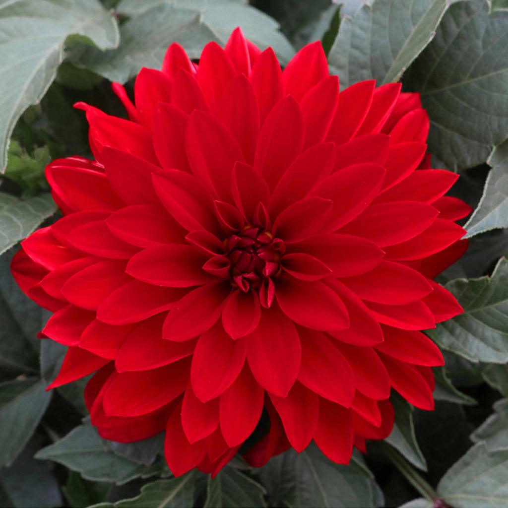 Dahlia Hypnotica