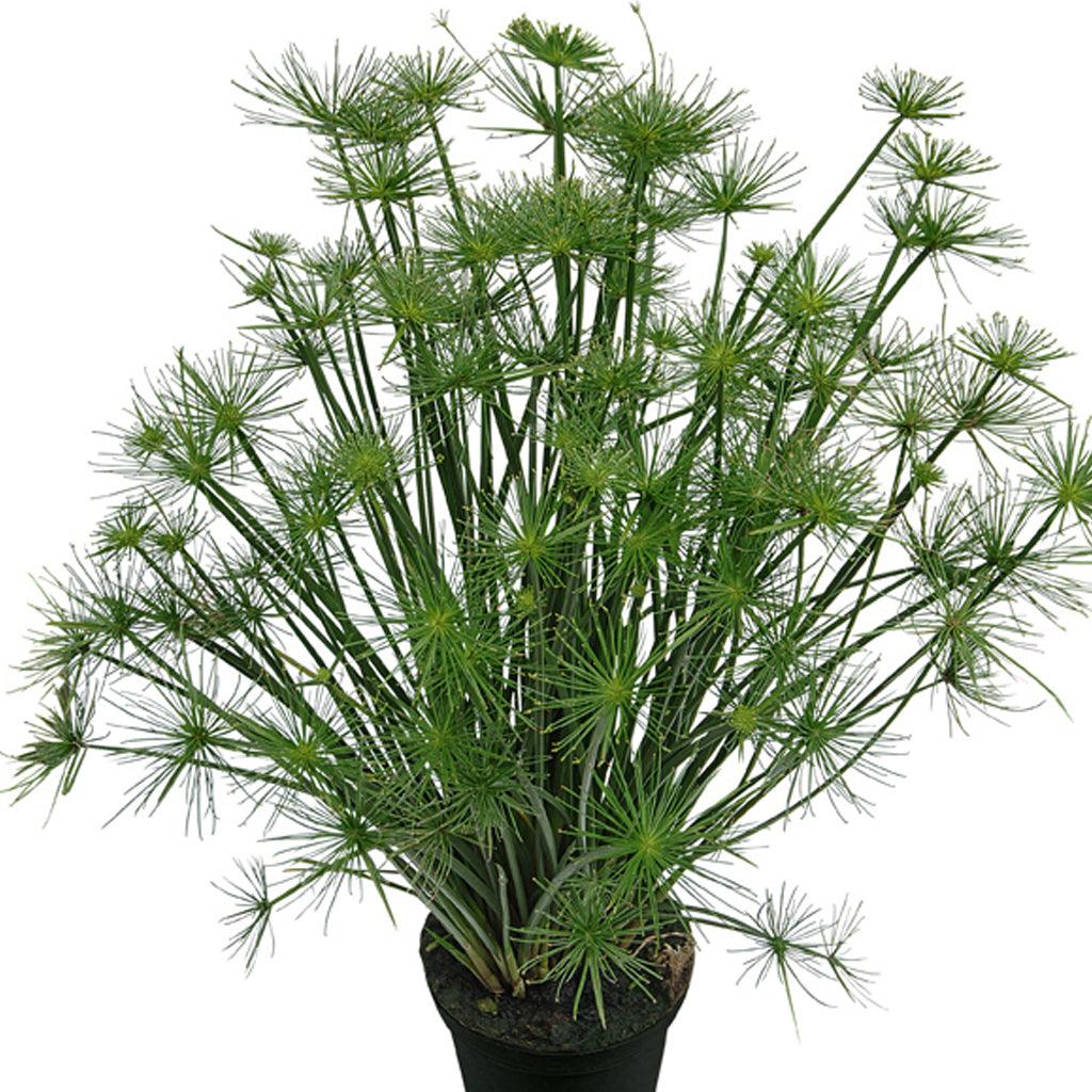 Grasses Cyperus Prolifer Cleopatra