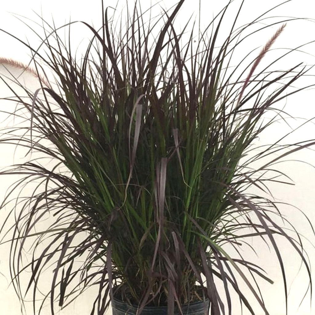 Grasses Pennisetum Setaceum Rubrum