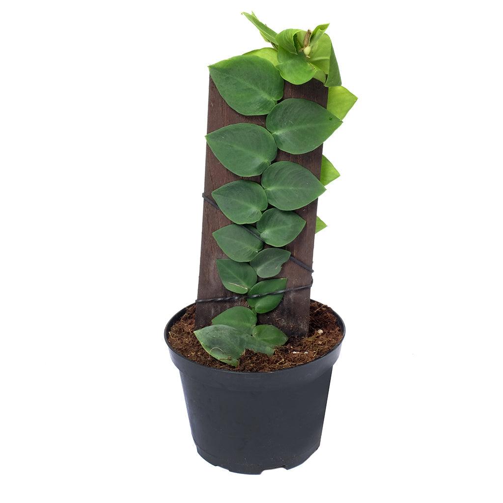 Rhaphidophora/Shingle Plant