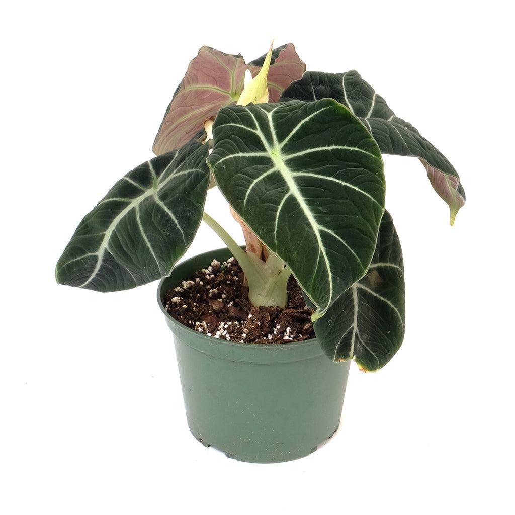 elephant ears plant black velvet Alocasia/Elephant Ear Black Velvet