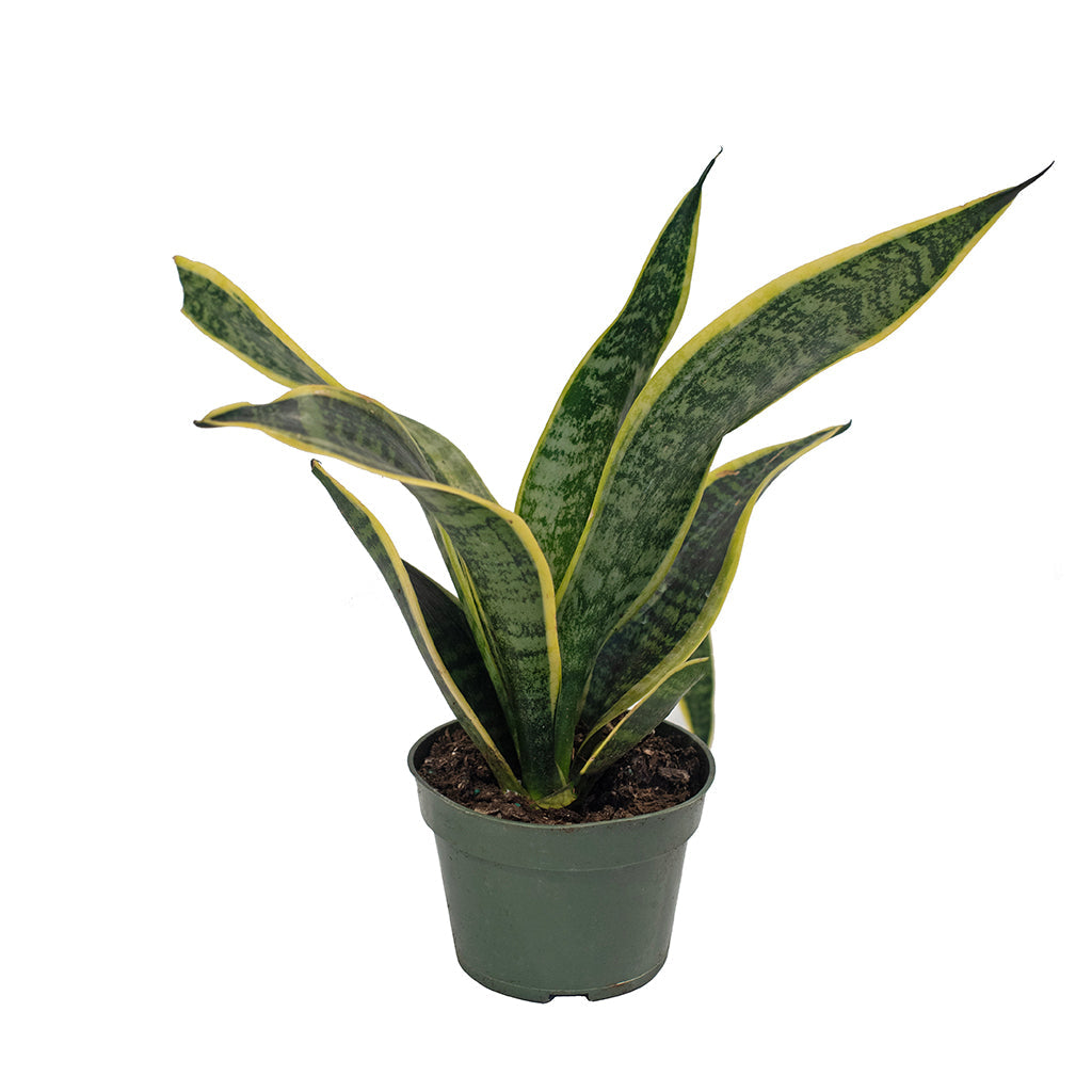 Sansevieria/Snake Plant Futura Superba