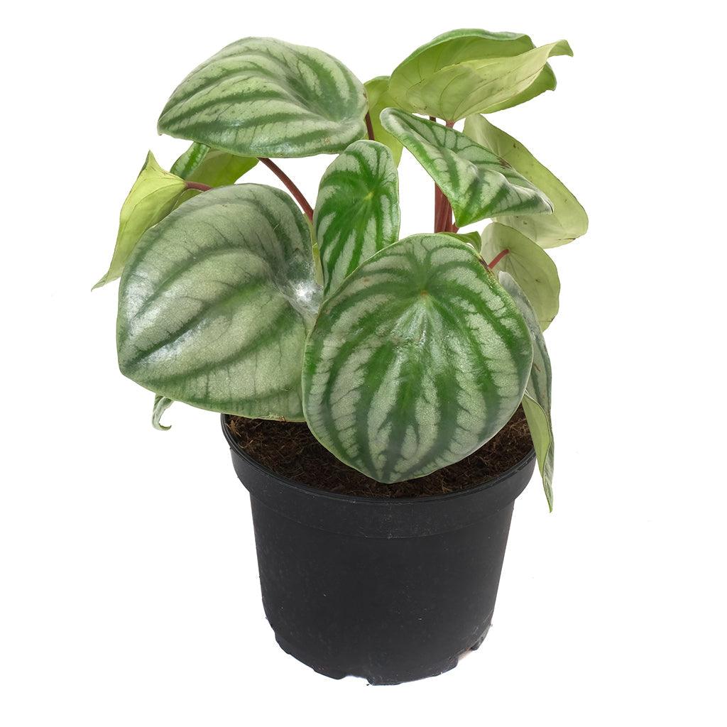 Watermelon Peperomia