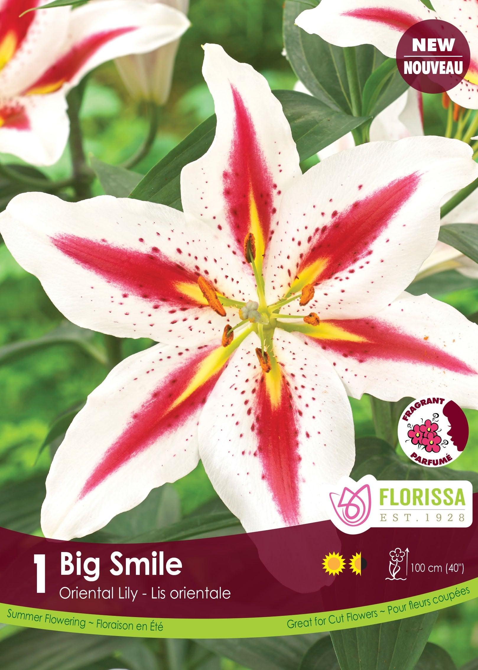 Oriental Lily Big Smile 1/PK