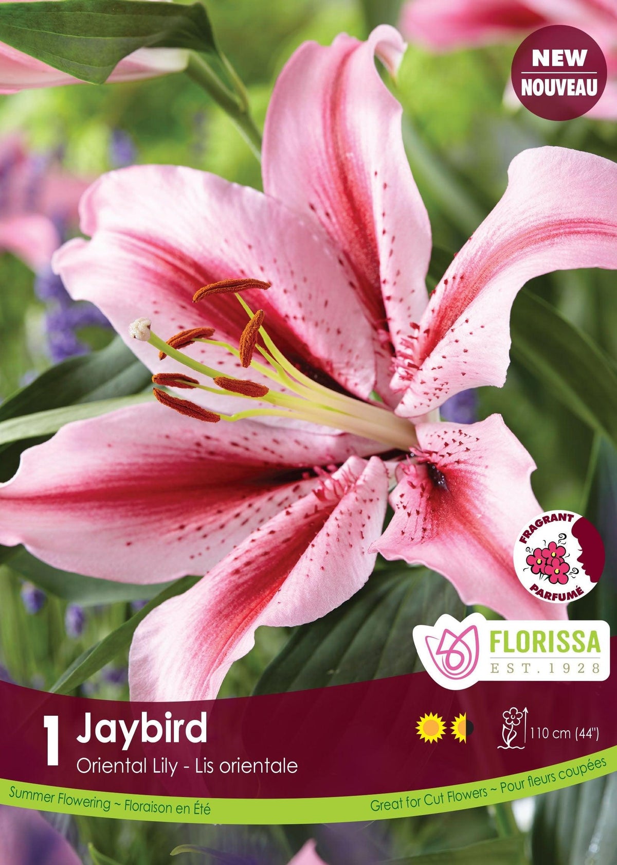 Oriental Lily Jay Bird  1/PK