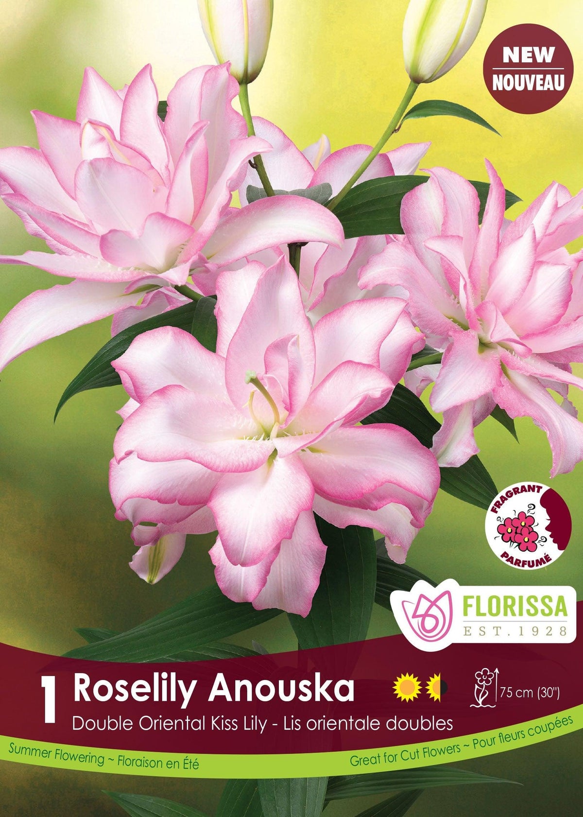 Double Oriental Lily Roselily Anouska 1/PK