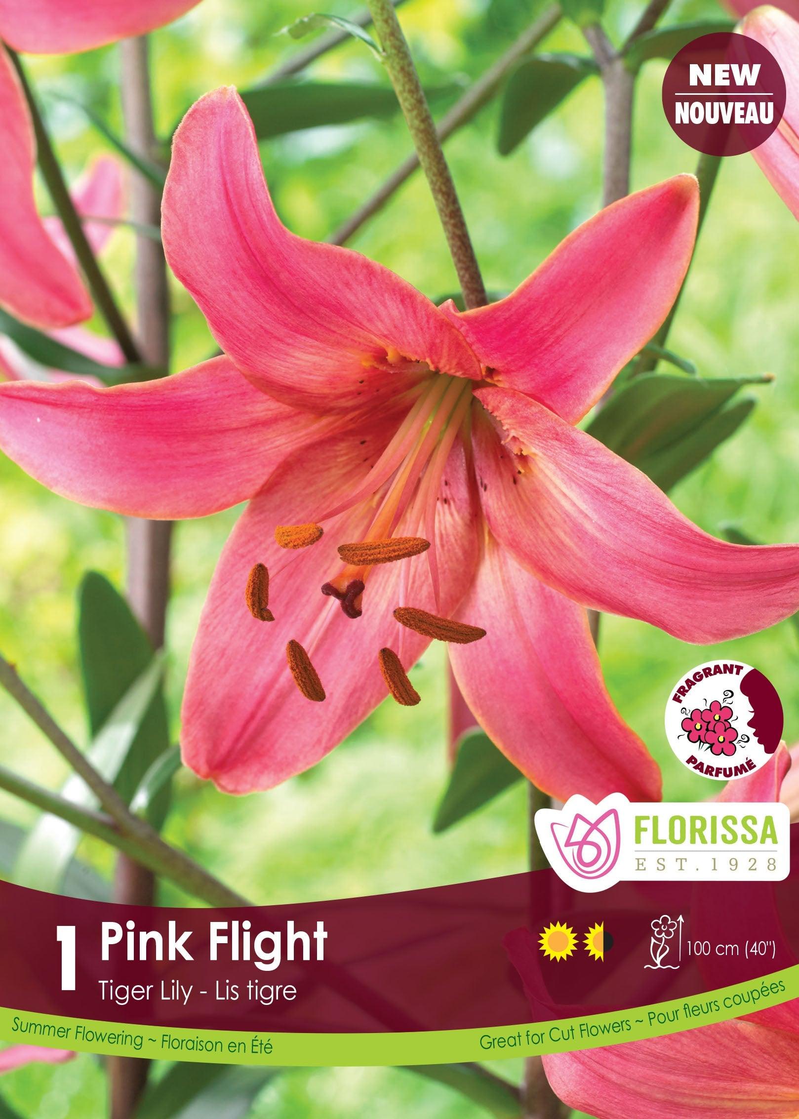 Tiger Lily Pink Flight 1/PK