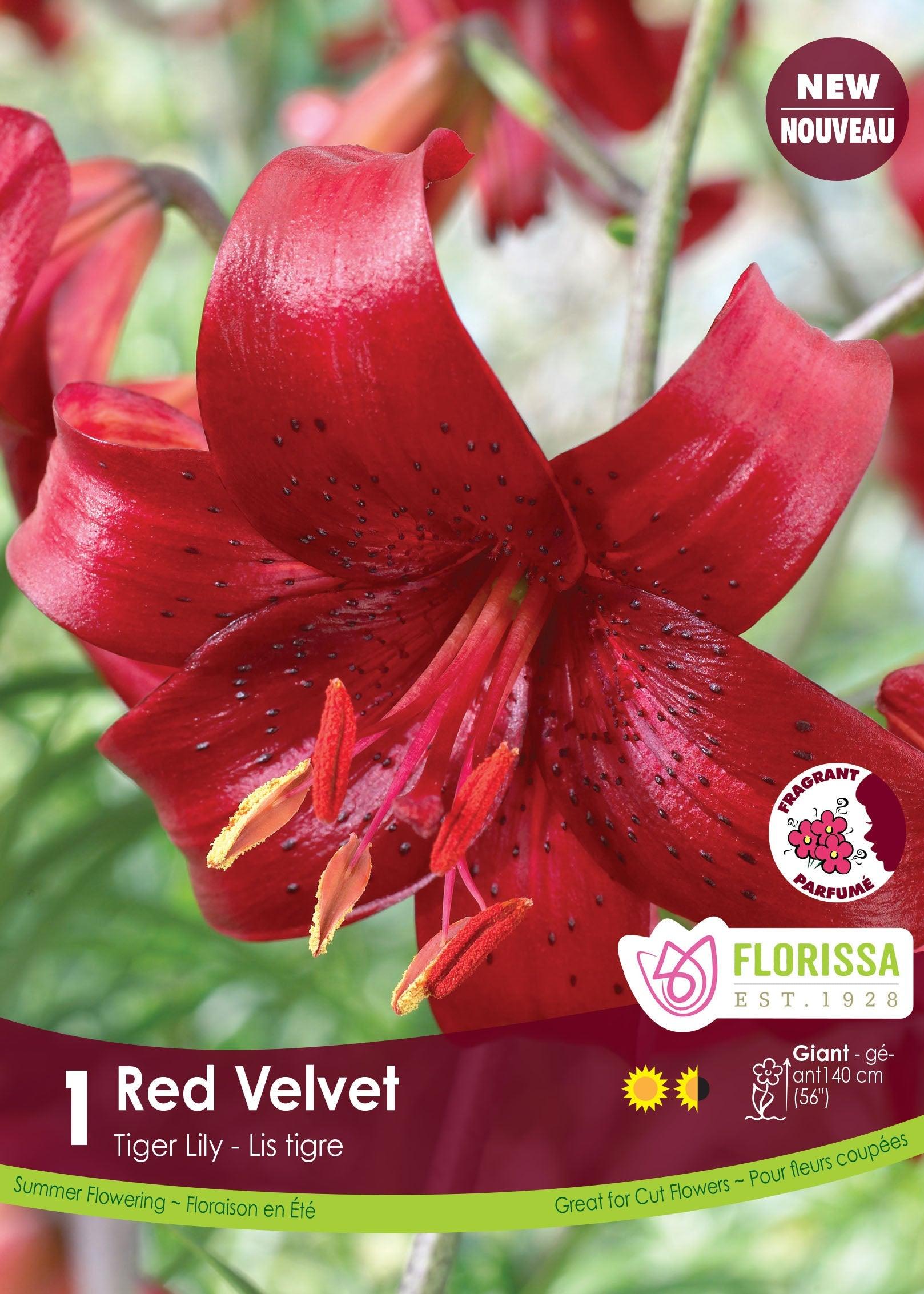 red heart tiger lily Tiger Lily Red Velvet 1/PK