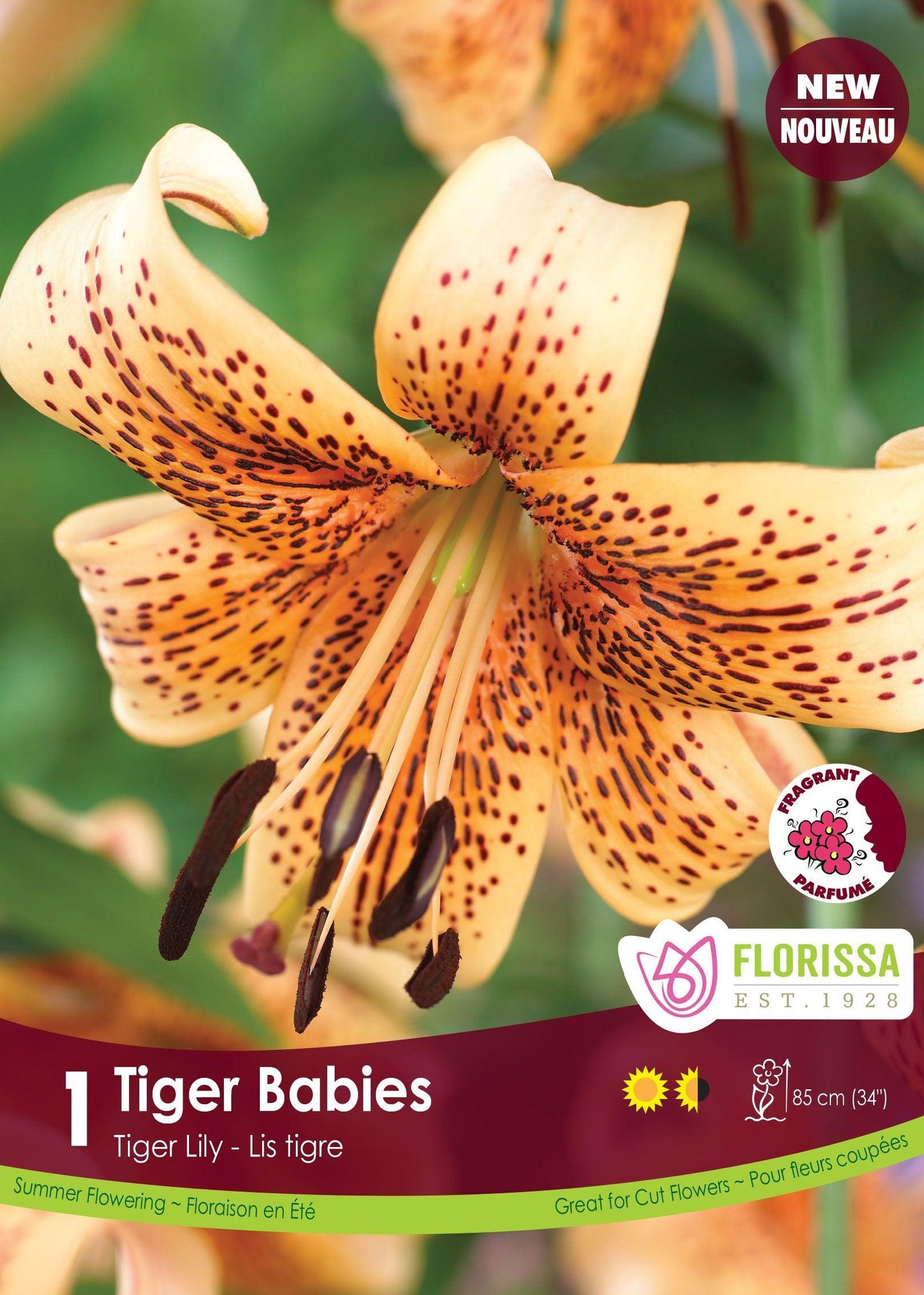 Tiger Lily Tiger Babies 1/PK