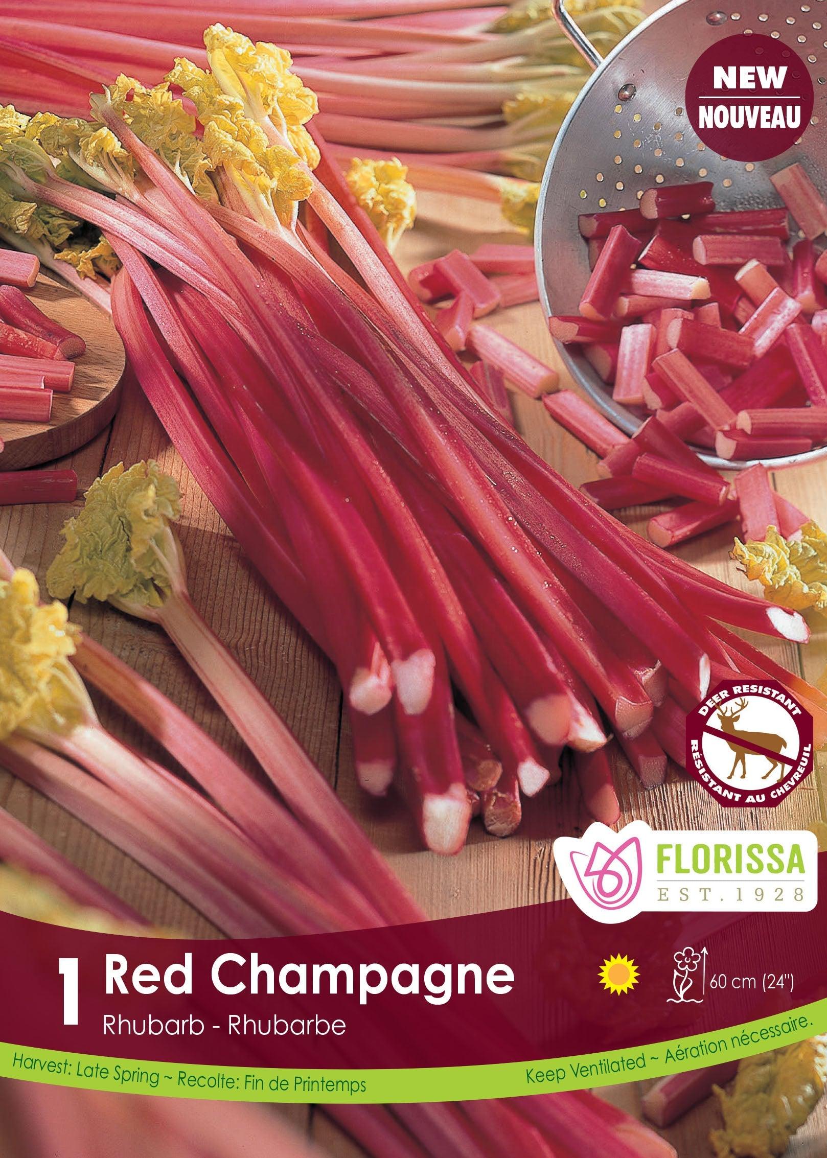Rhubarb Red Champagne 1/PK