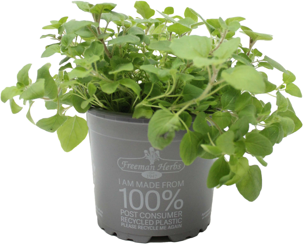 Organic Oregano 4.5&quot;