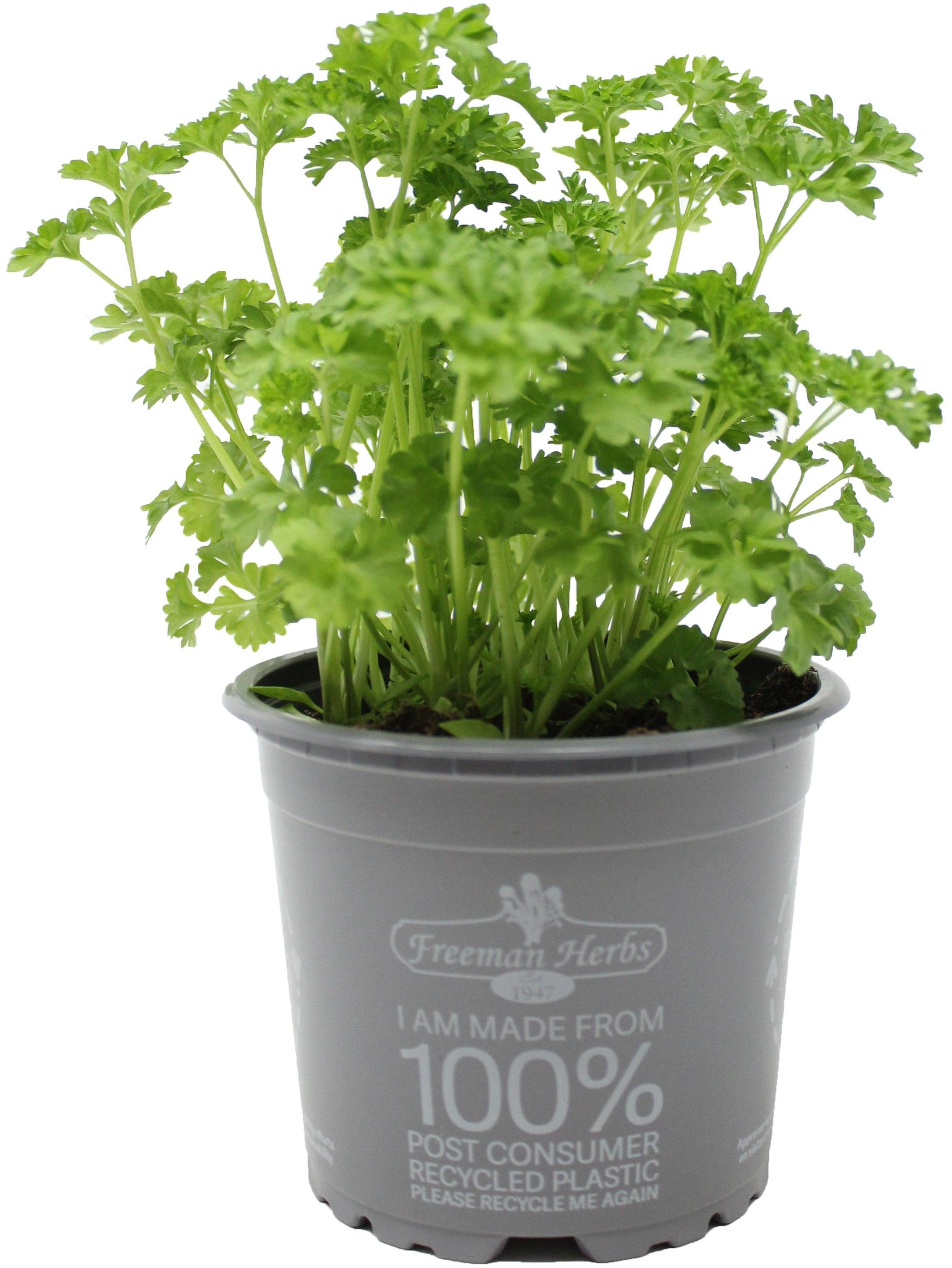 Bring a touch of freshness to your meals with the convenience of our Organic Curled Parsley. Our high-quality parsley is grown organically and comes in a 4.5" plastic pot, making it easy to add flavor and nutrients to your dishes. Enjoy the bright and vibrant taste of organic parsley while knowing you are making a healthy choice for your body and the environment.