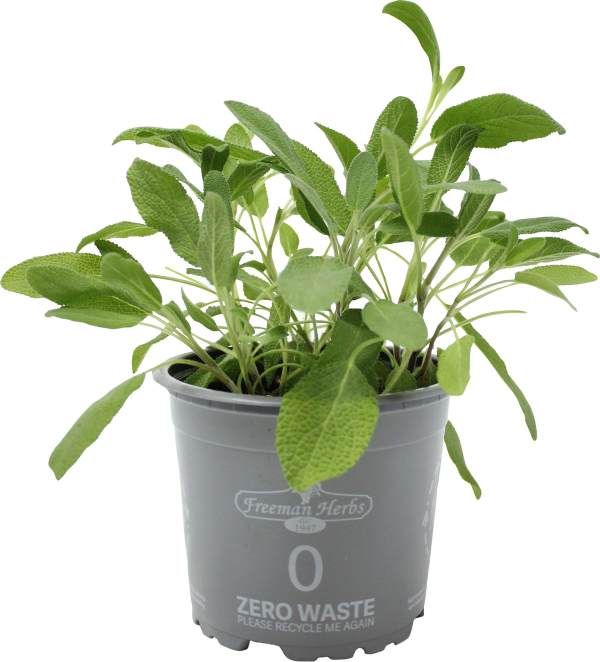 Organic Sage Salvia 4.5&quot;