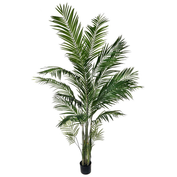 areca palm indoor toronto Palm Tree Everlasting 7'