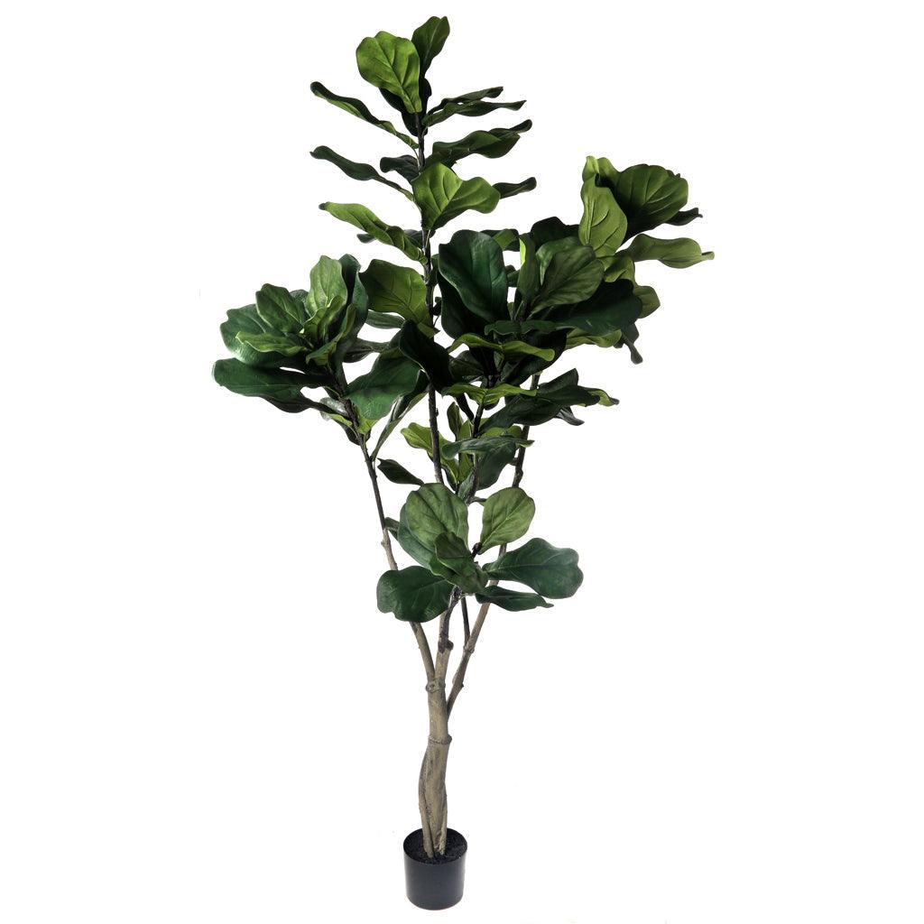fiddle leaf fig tree toronto 7ft Everlasting Giant Fiddle Leaf Tree