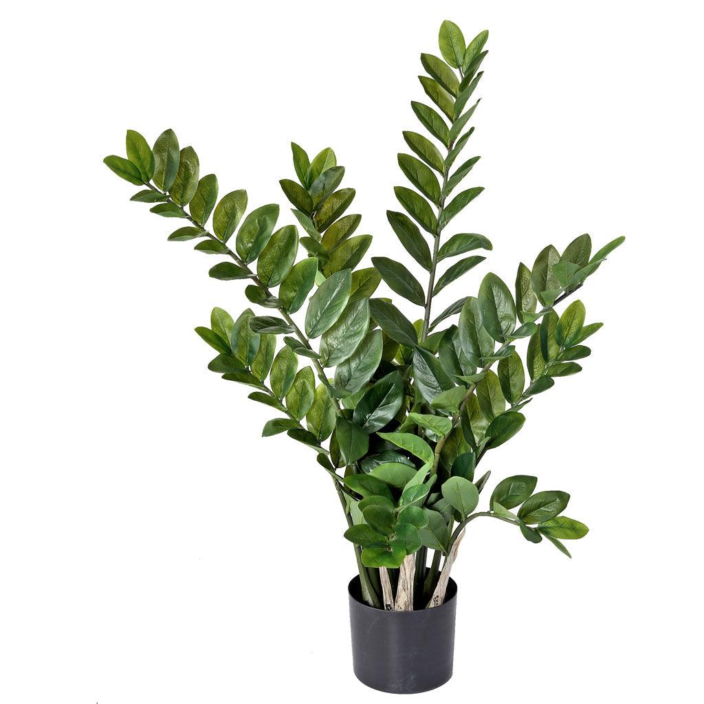 Zamifolia Plant Everlasting 32"