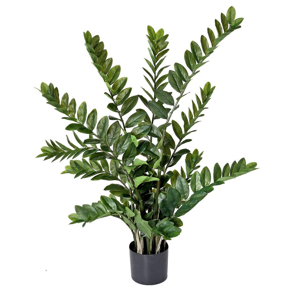Zamifolia Plant Everlasting 42"