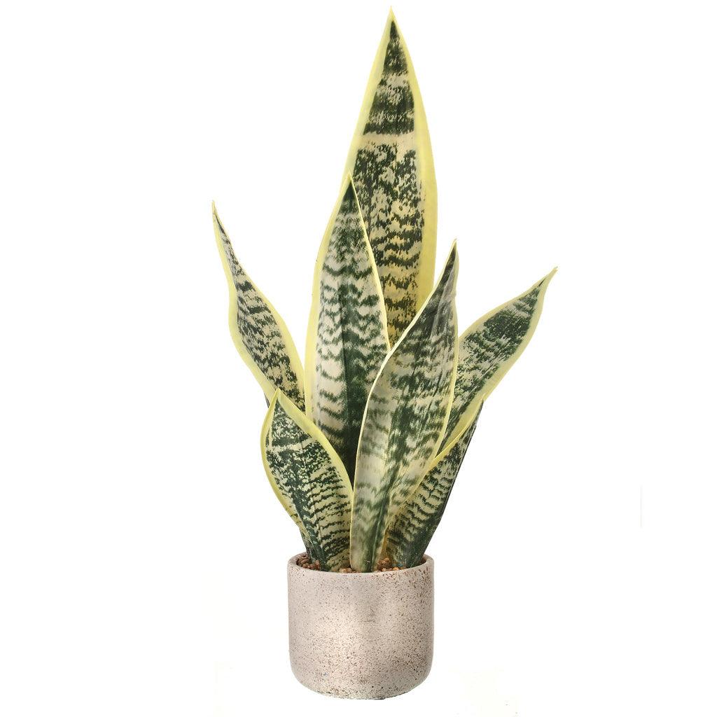 Sansevieria Plant Everlasting 21"