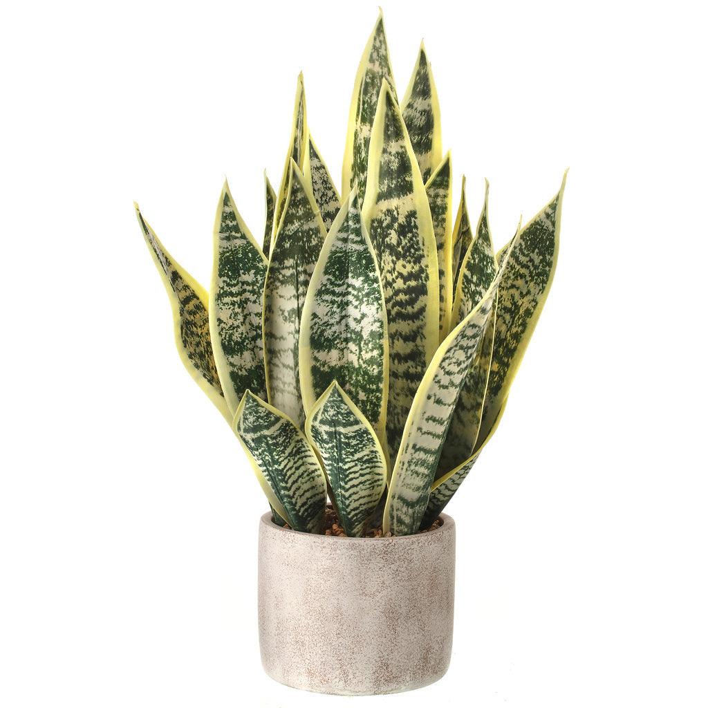 Sansevieria Plant Everlasting 21"