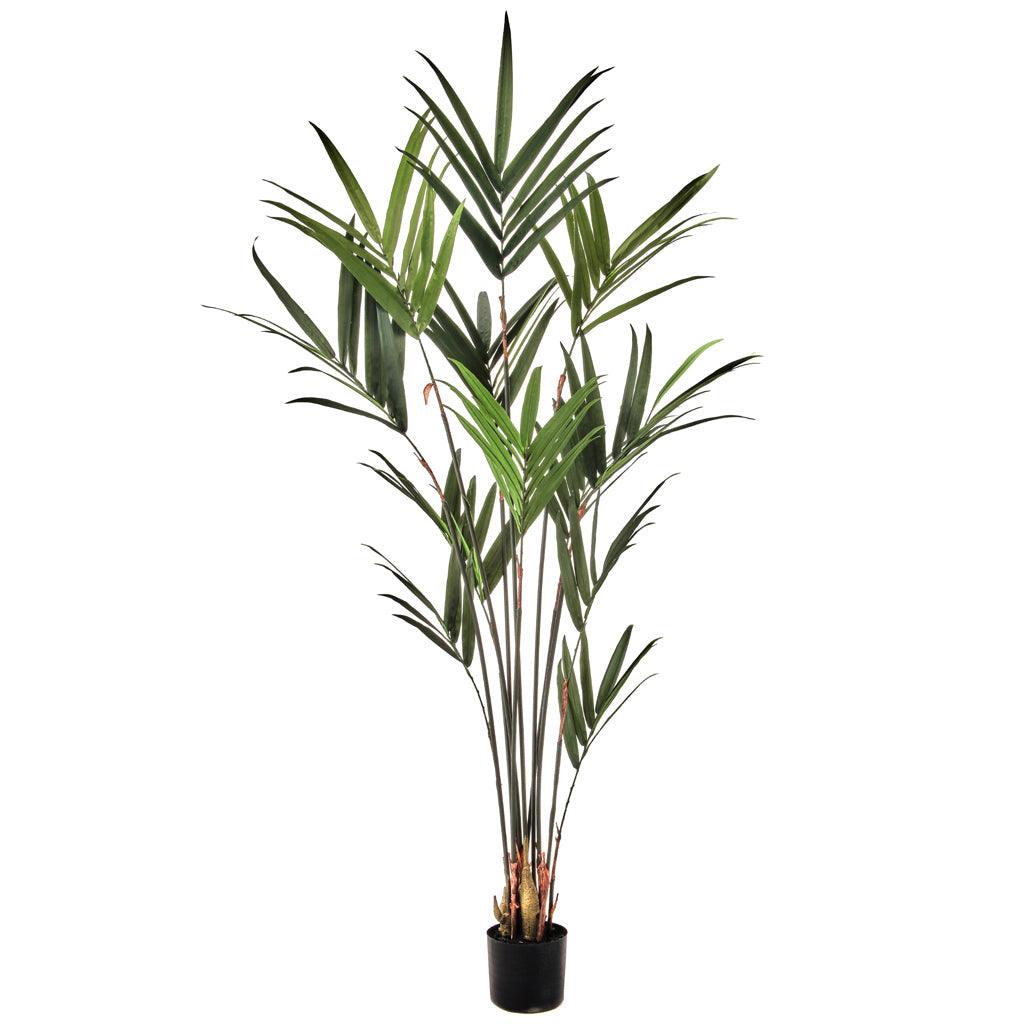 Kentia Palm Everlasting 6&#39;