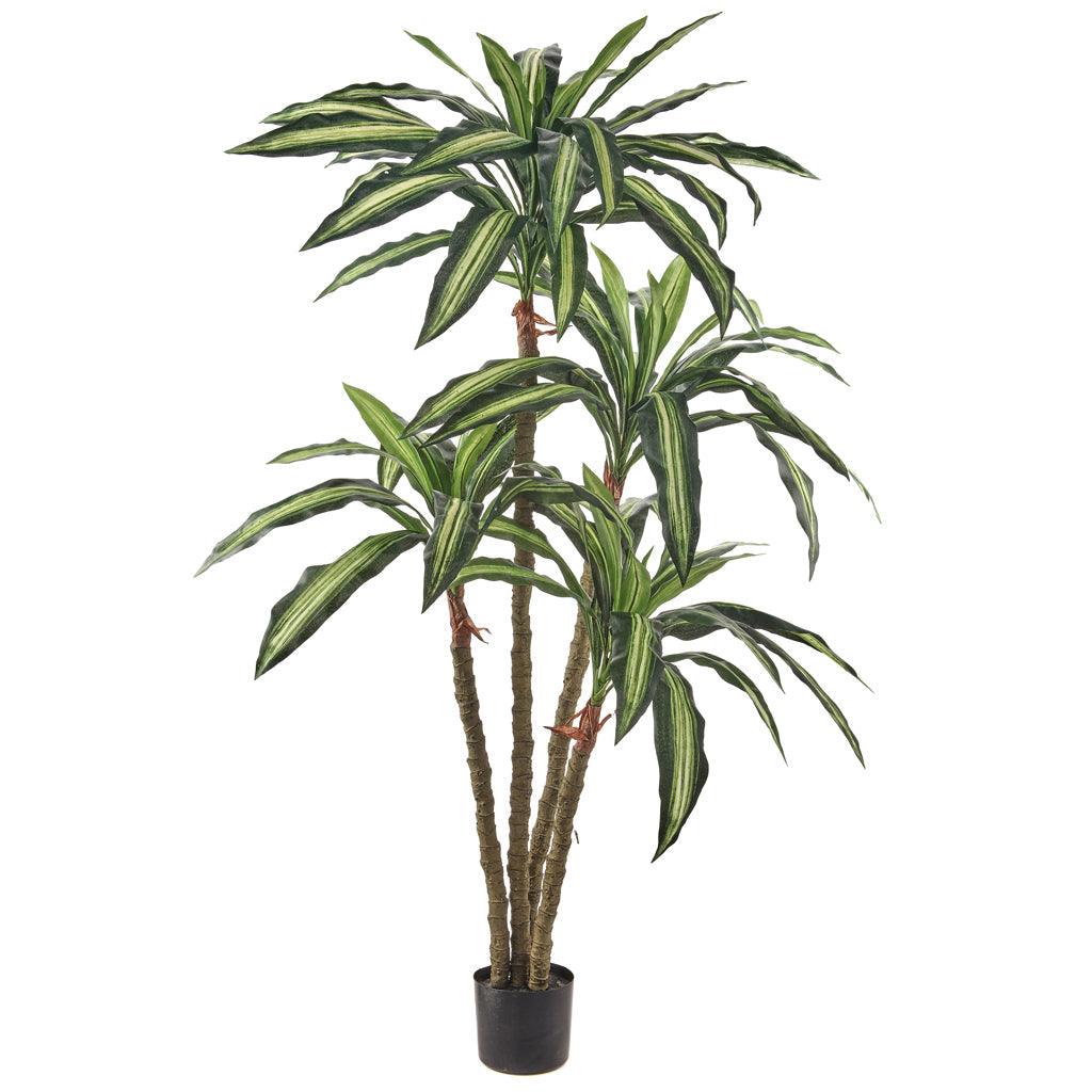 Dracena Plant Everlasting 5'