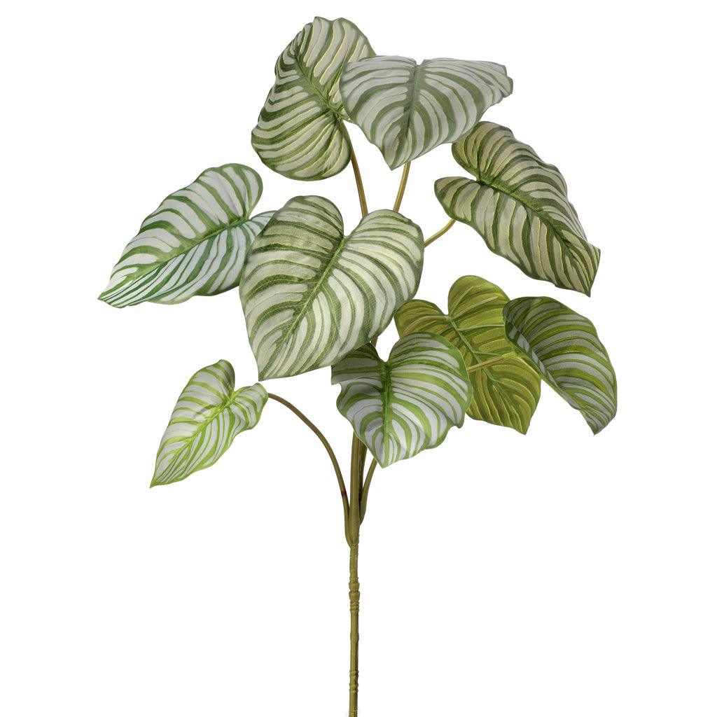 Aglaonema Plant Plug Everlasting 32"