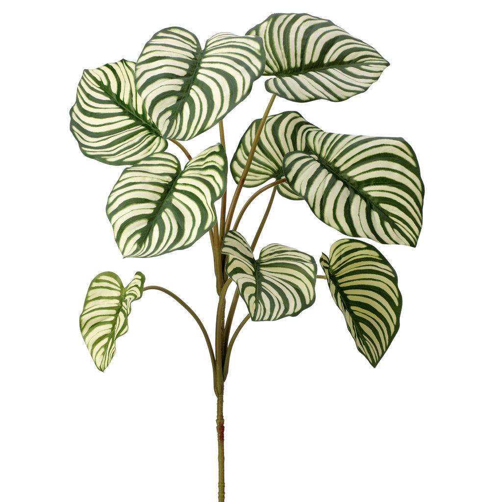 Aglaonema Plant Plug Everlasting 32"