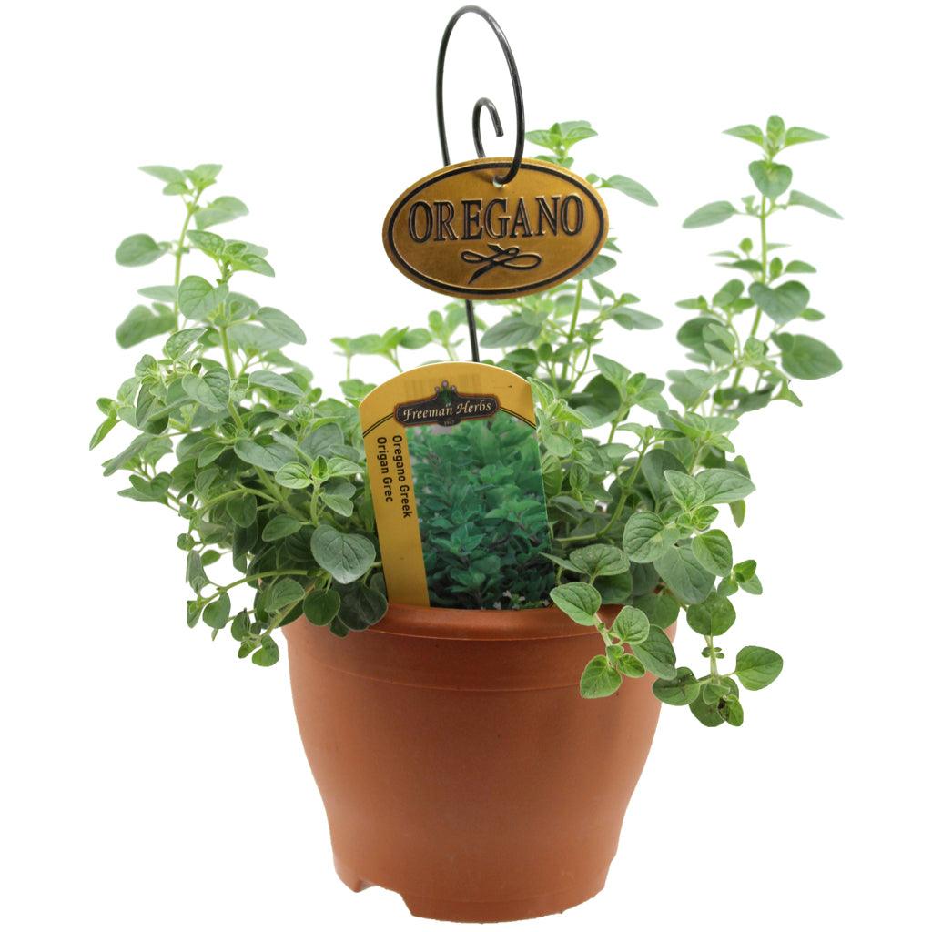 Oregano Greek Herb 6&quot;