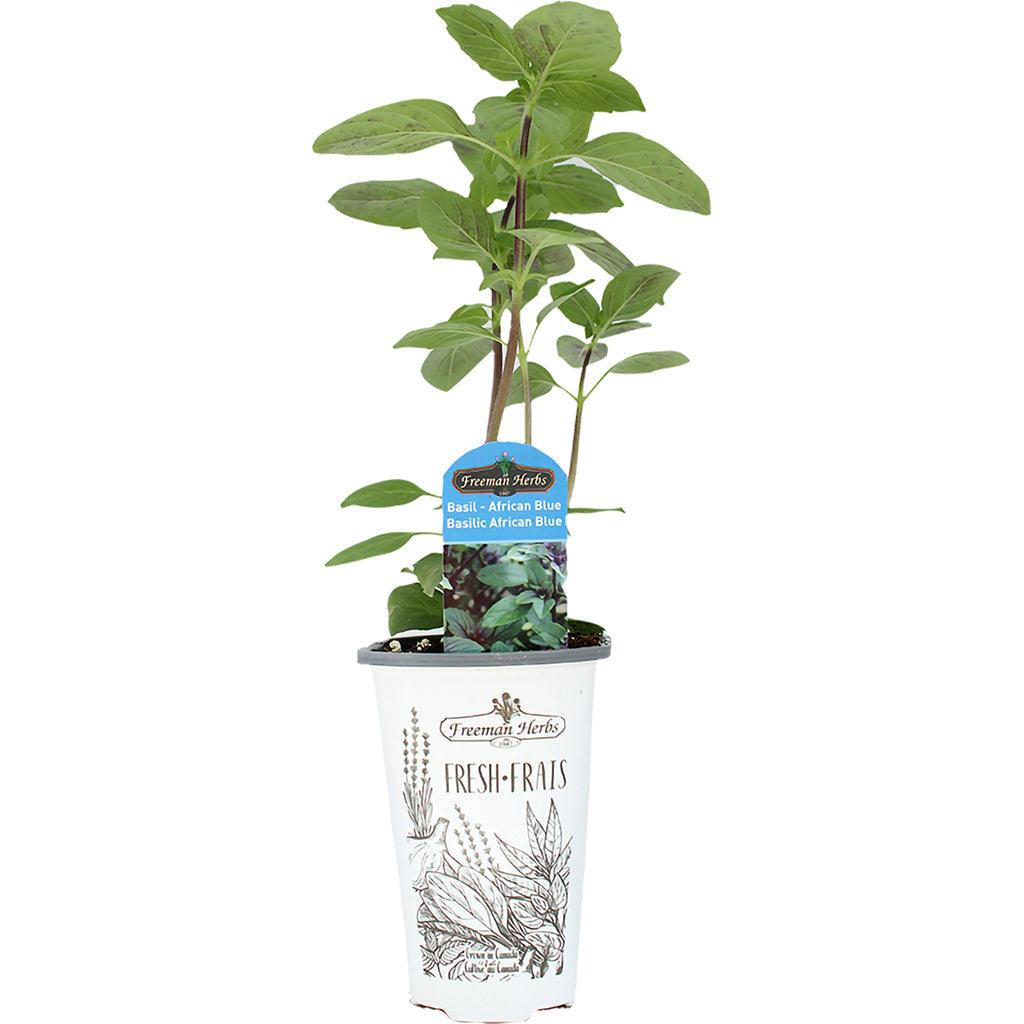 Basil African Blue Herb 4.33&quot;