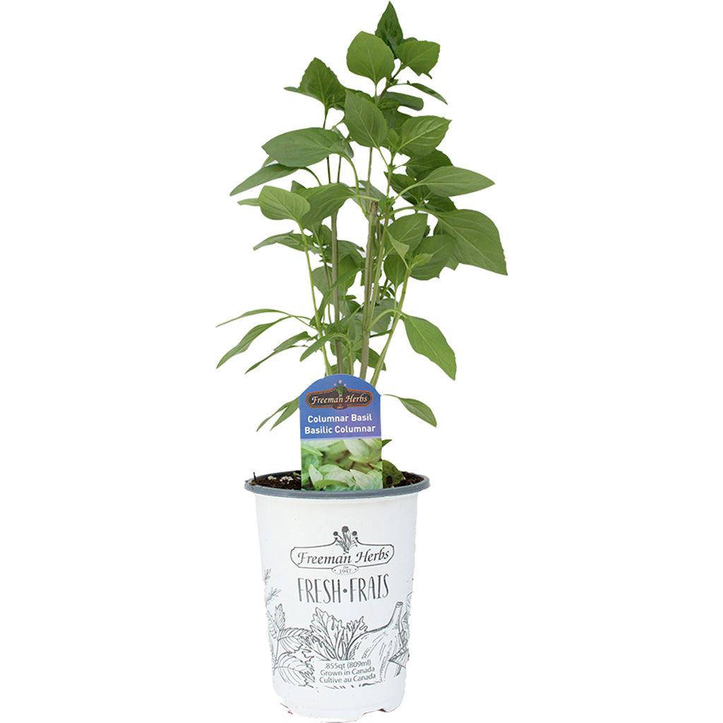 Basil Columnar Herb 4.33&quot;