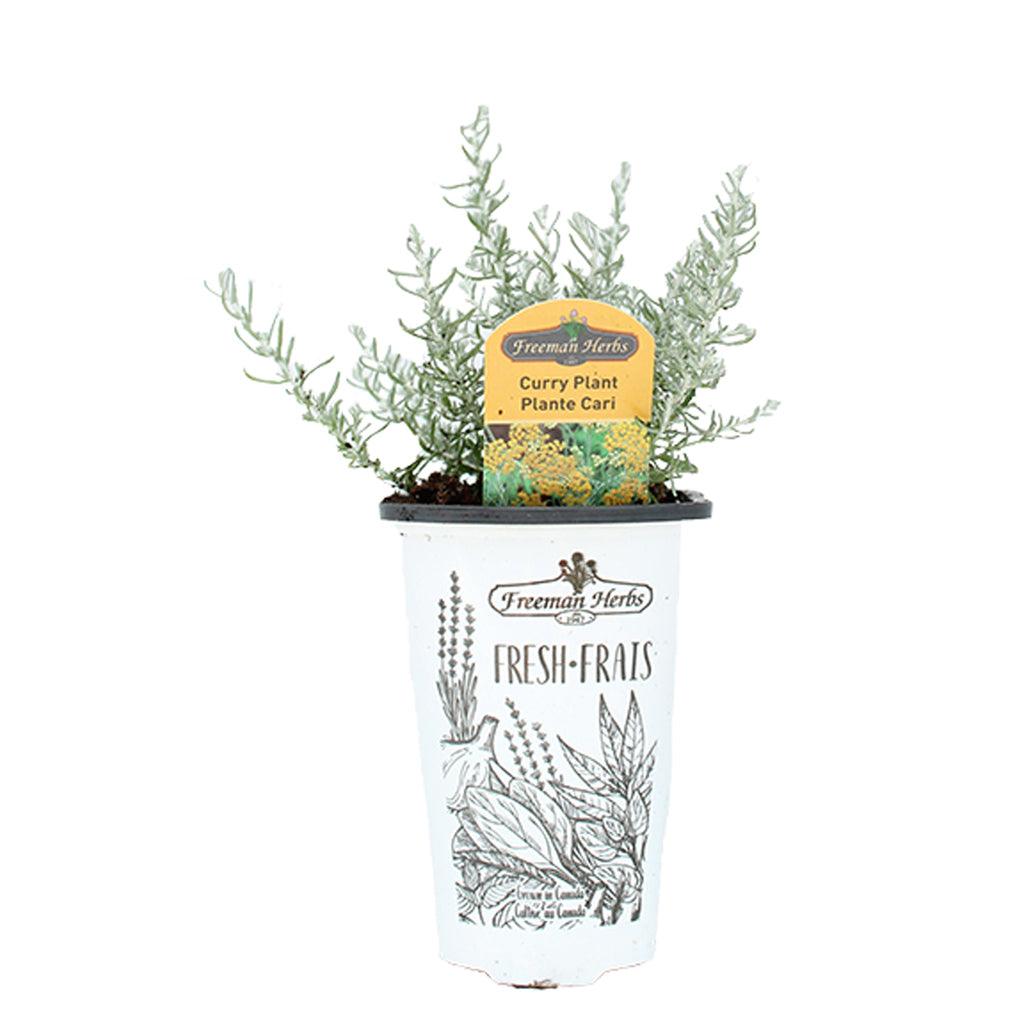 With this Curry Plant, you can easily add delicious flavor to all your favorite dishes. Its compact size makes it perfect for indoor and outdoor growing, making it a versatile addition to any kitchen.