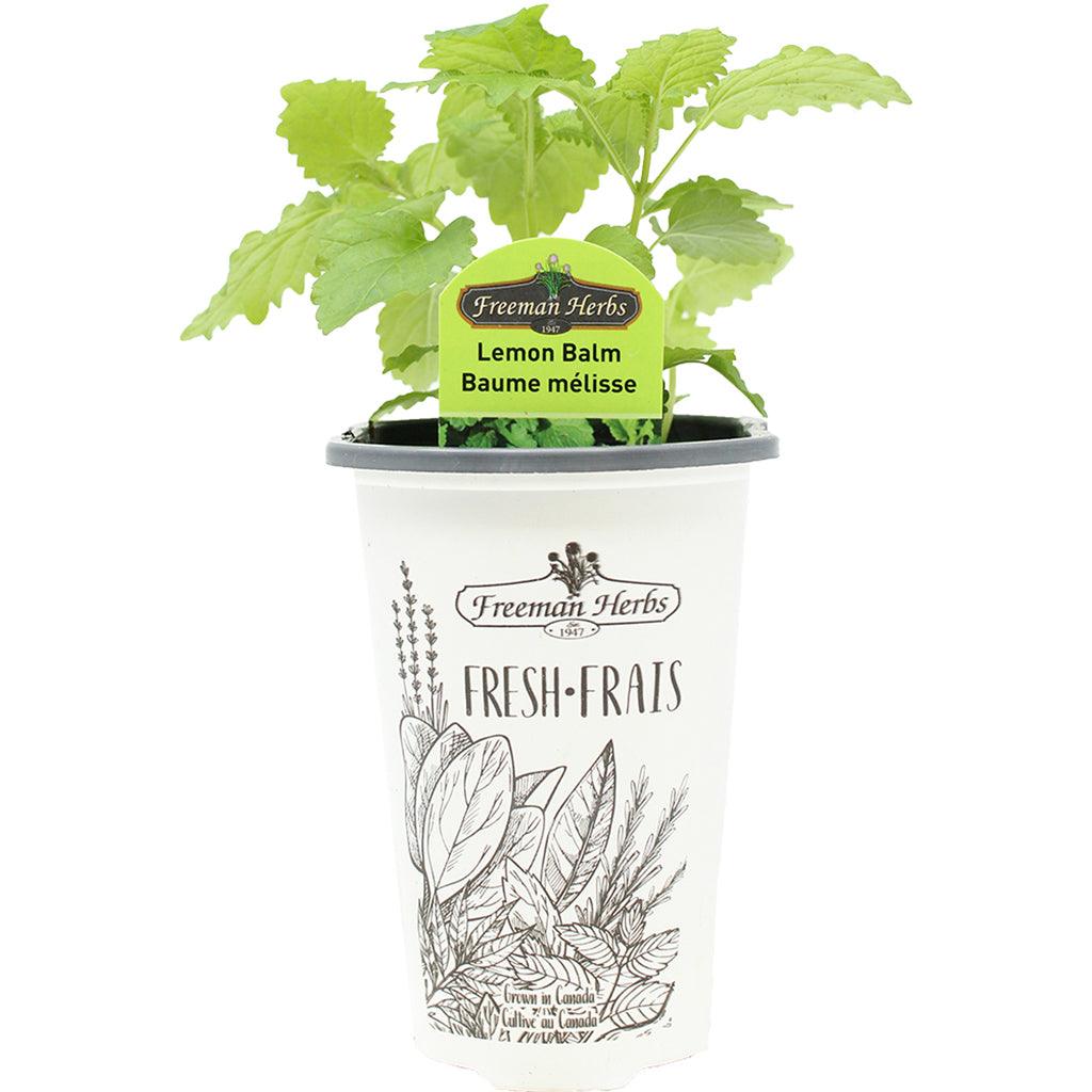 Lemon Balm 4.33&quot;