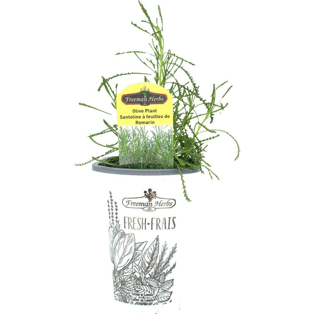 Elevate your gardening game with this 4.33-inch olive plant. Perfect for small spaces, this versatile plant adds a touch of herb greenery to any indoor or outdoor space.