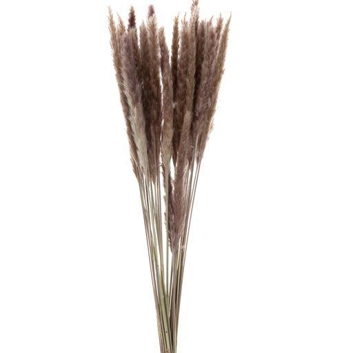 Dried Foxtail Bundle