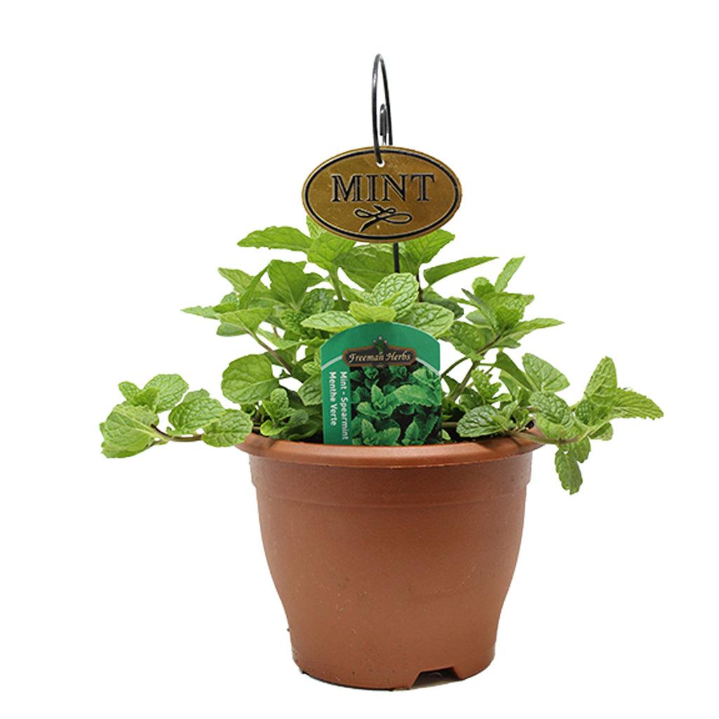 Mint Spearmint Herb 6&quot;