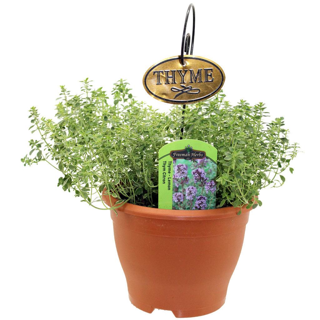 Thyme Lemon Herb 6&quot;