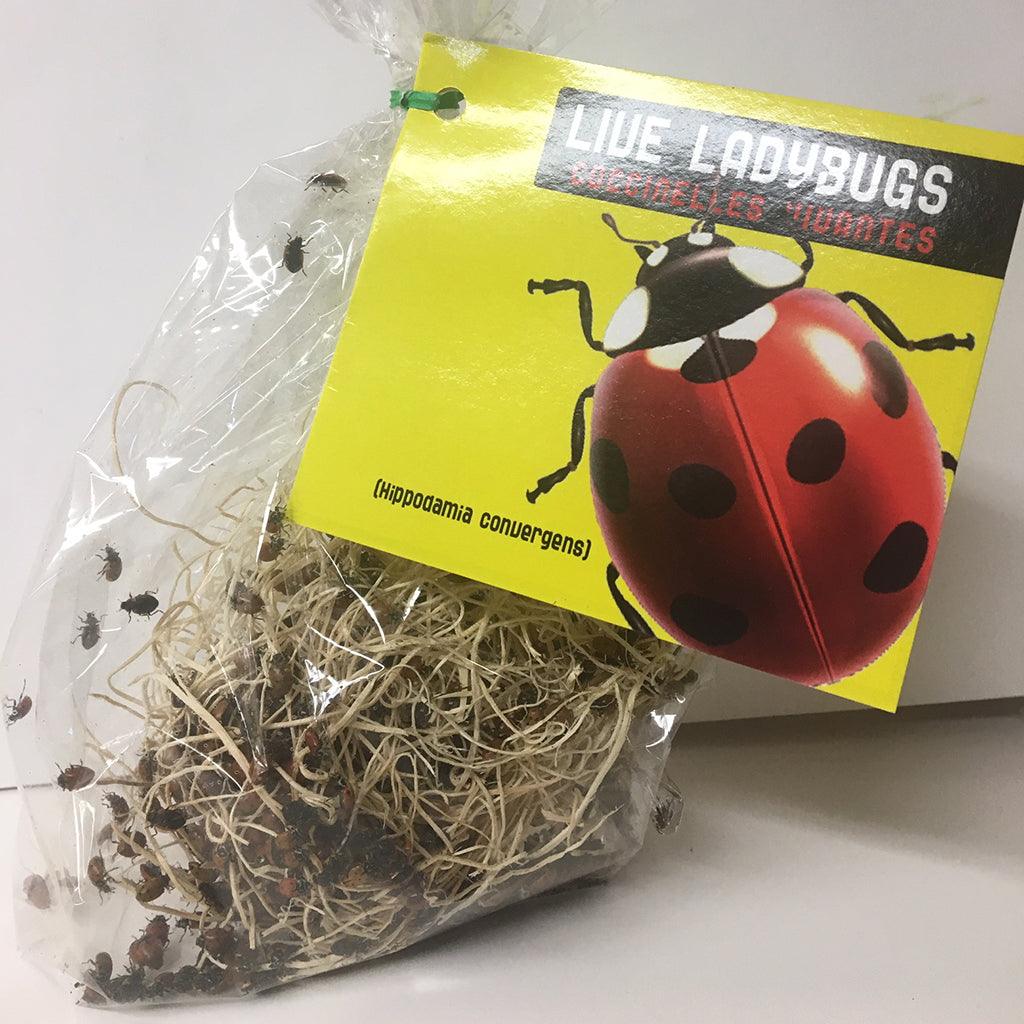 Ladybugs Live 500 per bag